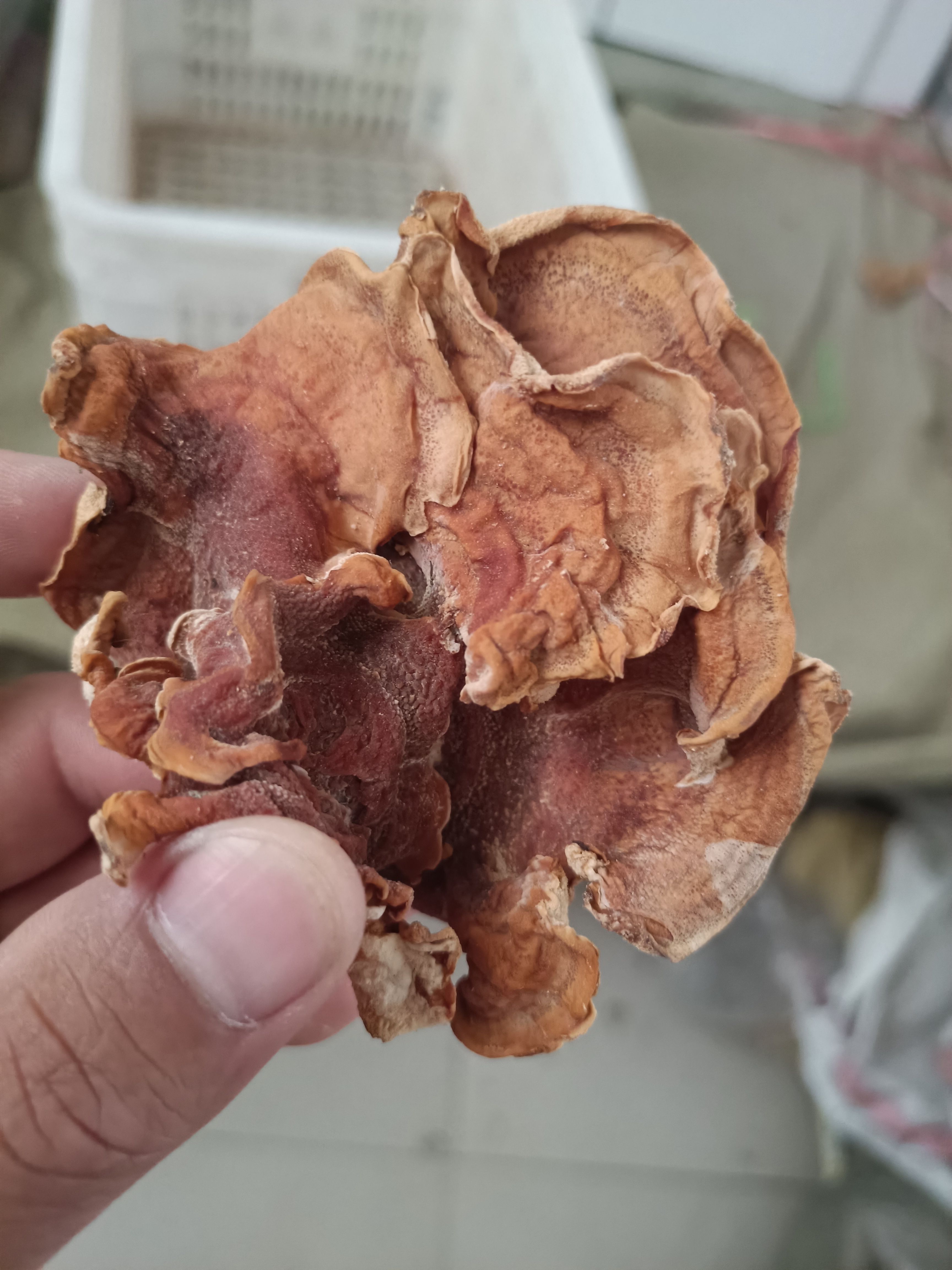 出售精品干榆耳，产地直邮，单片好榆耳，去根榆耳大片厚榆耳