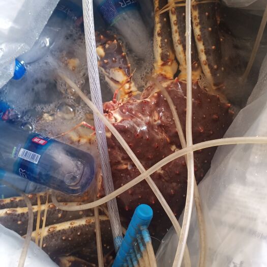 深圳 批发零售生蚝。扇贝。花甲。帝王蟹。梭子蟹。东星斑等