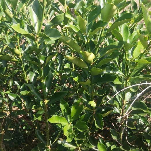 阳朔县脆蜜金柑苗 脆蜜金桔苗