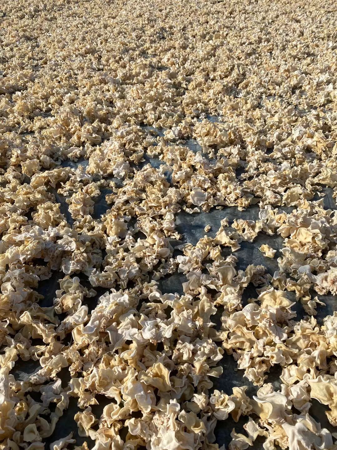种植产地白玉木耳批发，电商用白木耳，优质白玉木耳各种规格竹耳