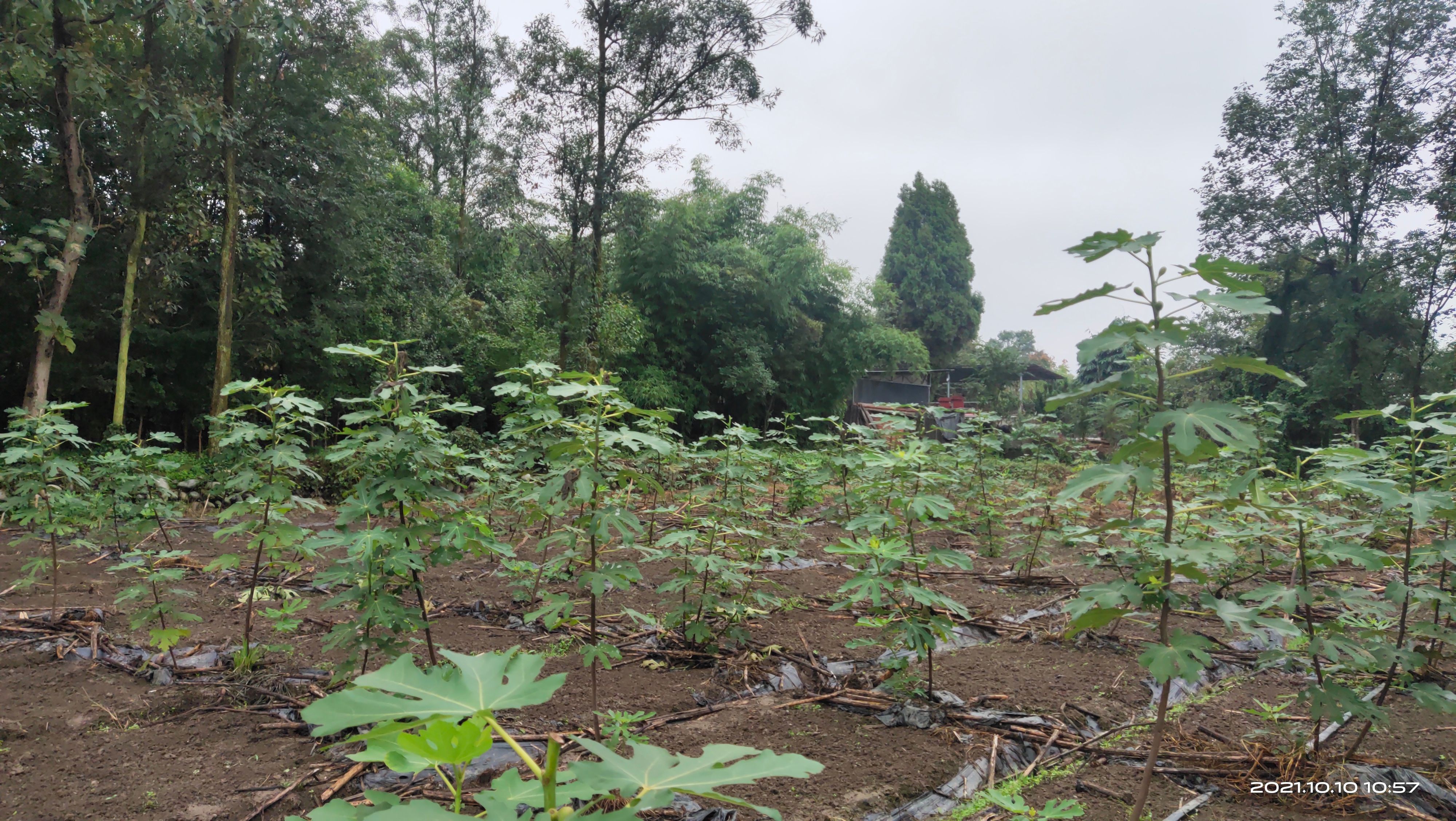 新品种芭劳奈无花果苗特大无花果树苗枝条盆栽非波姬红