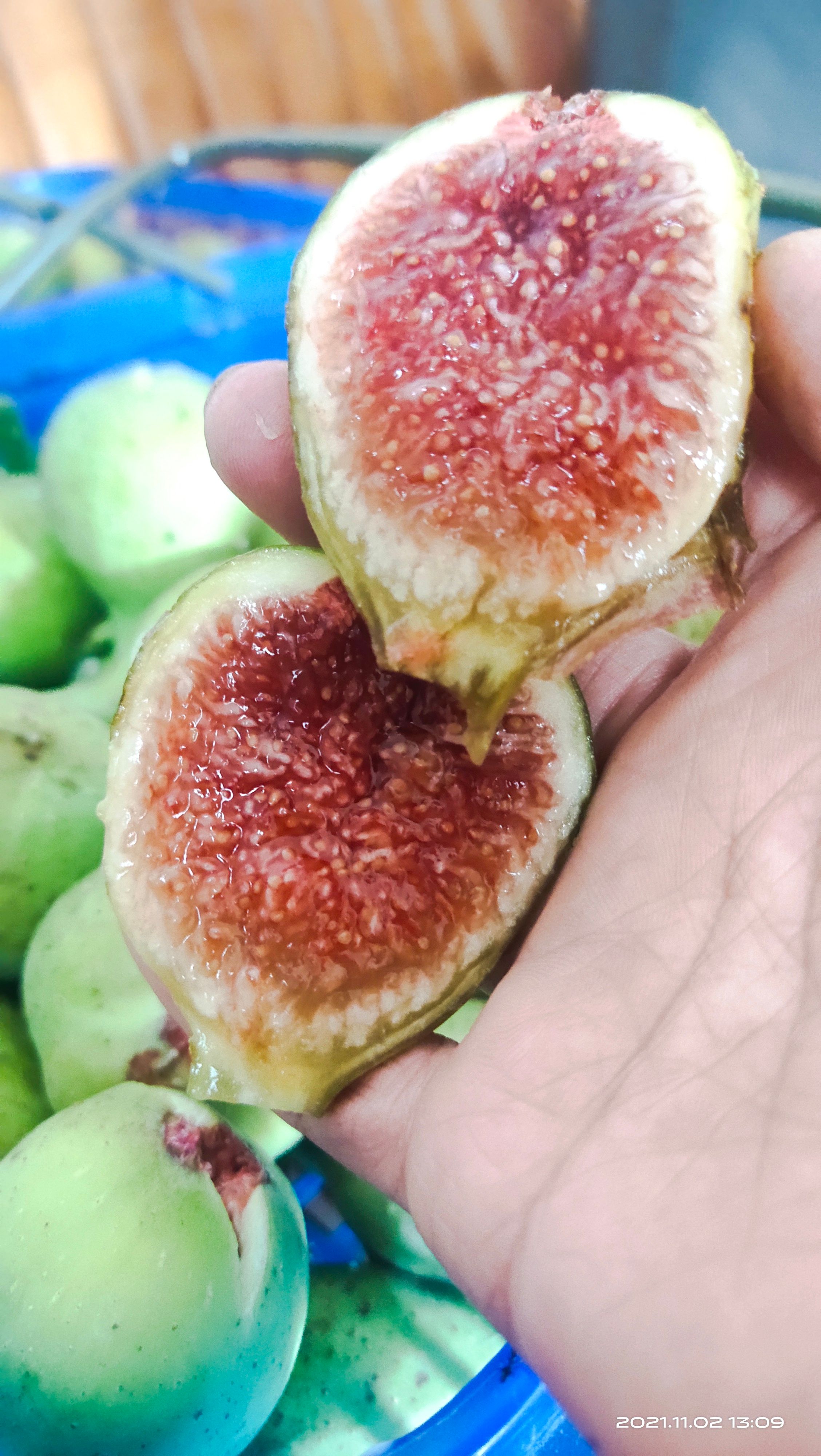新品种芭劳奈无花果苗特大无花果树苗枝条盆栽非波姬红