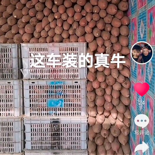 红薯 烟薯25！纯沙地种植！红皮红心！适合烤！软糯香甜！