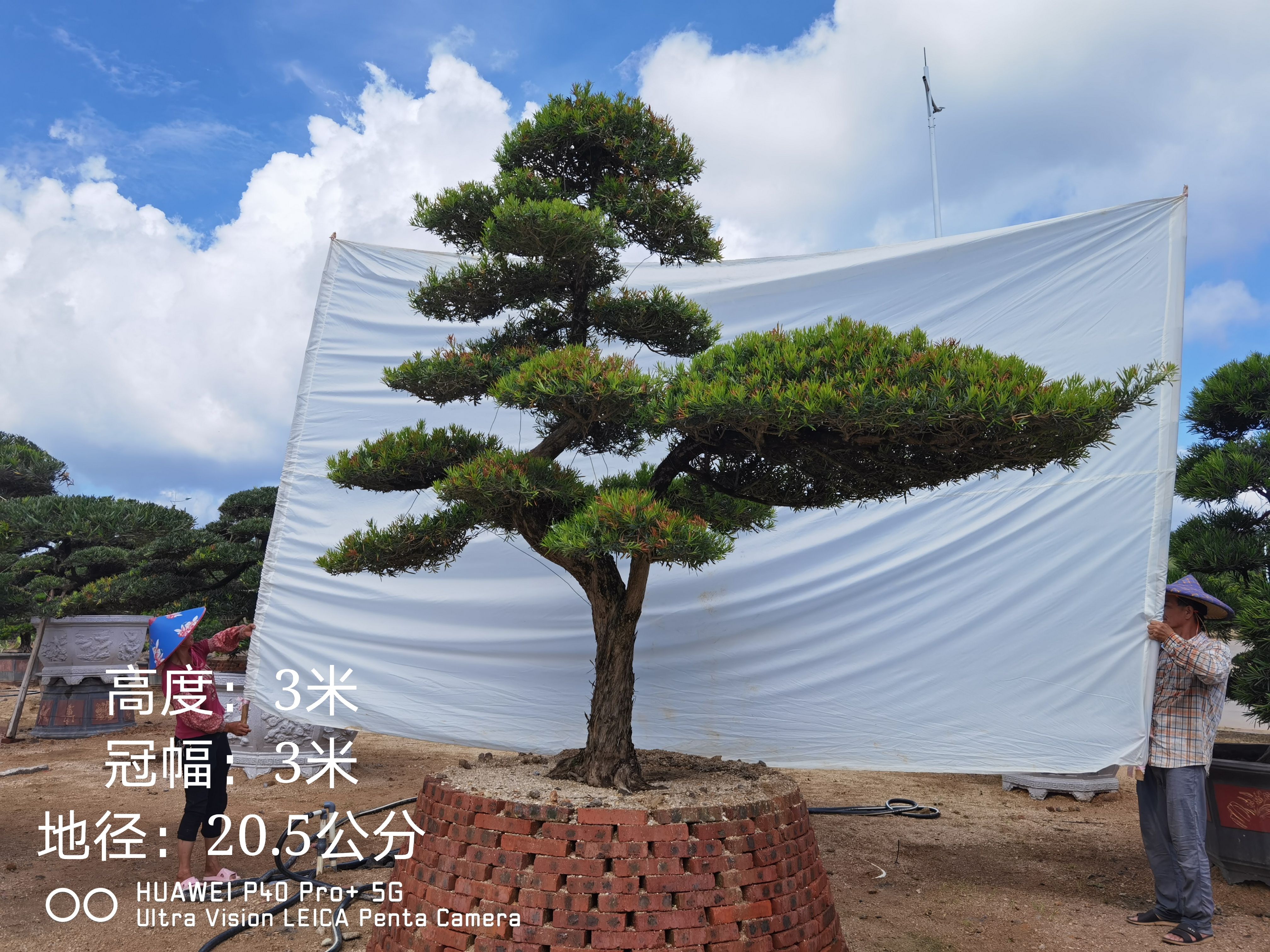 小叶罗汉松  高度1.8米 造型斜弯飘罗汉松盆景 日本罗汉松  迎客松