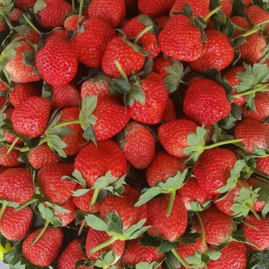 黔莓  草莓
