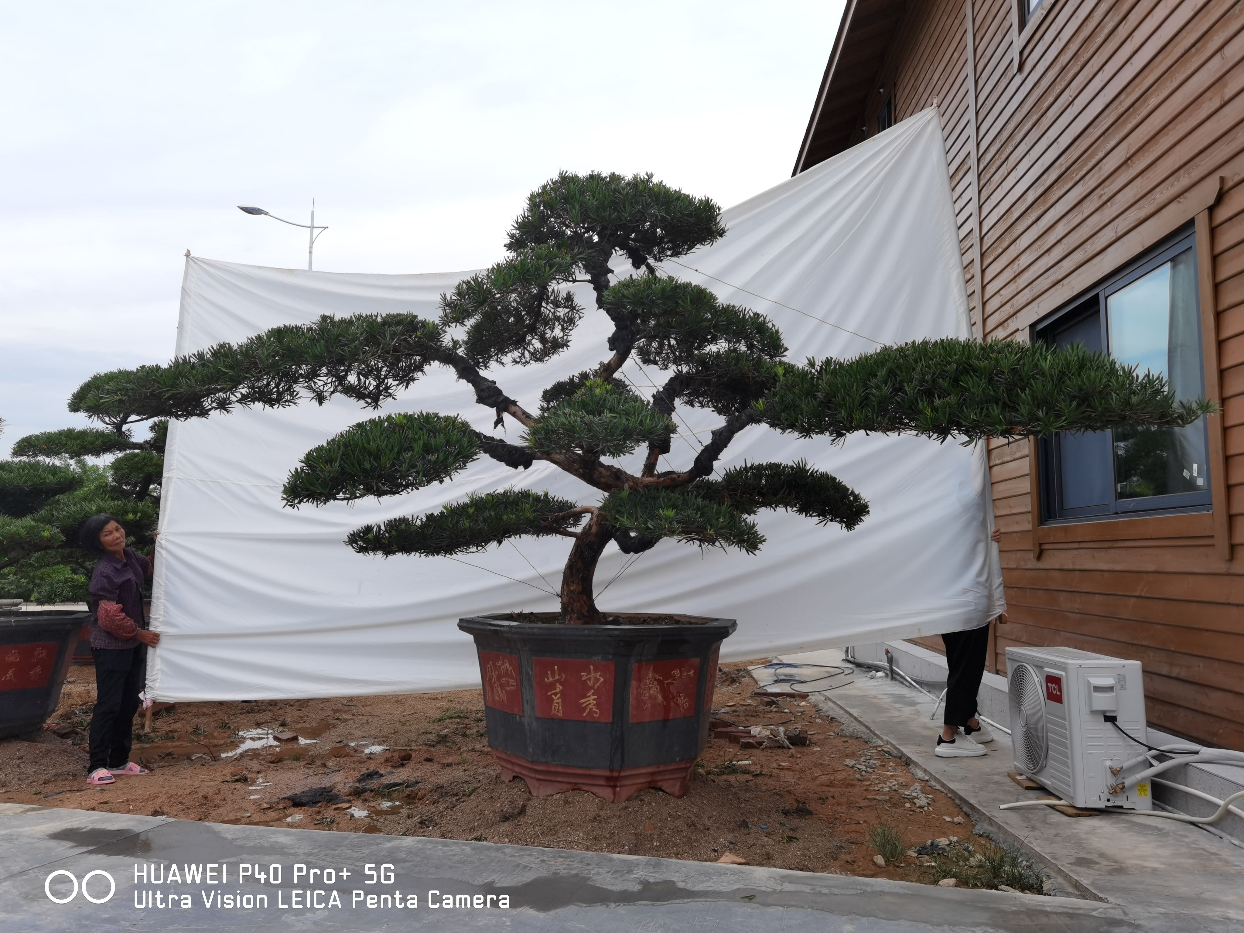小叶罗汉松  高度2米造型罗汉松 罗汉松盆景  罗汉松 斜飘罗汉松