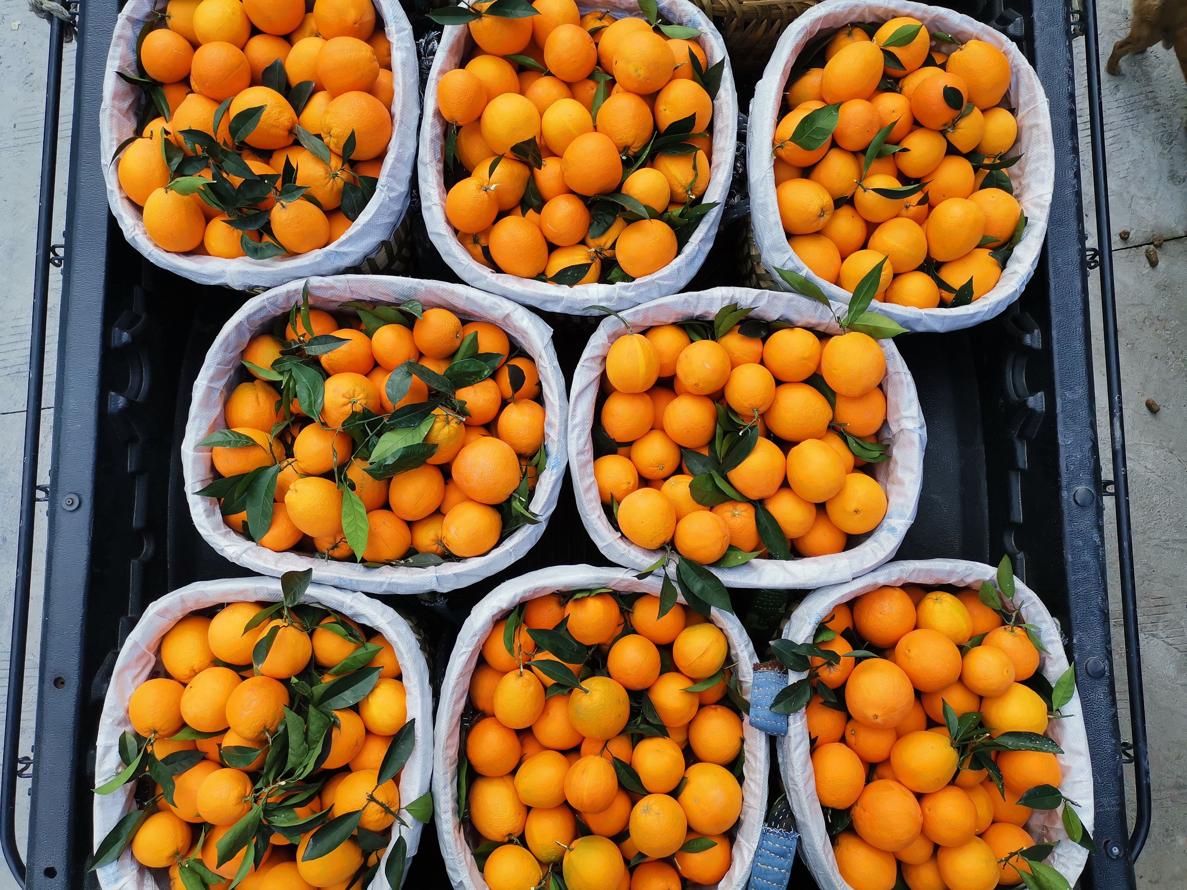 四川雷波脐橙 新鲜直采 品质保证 当日发货