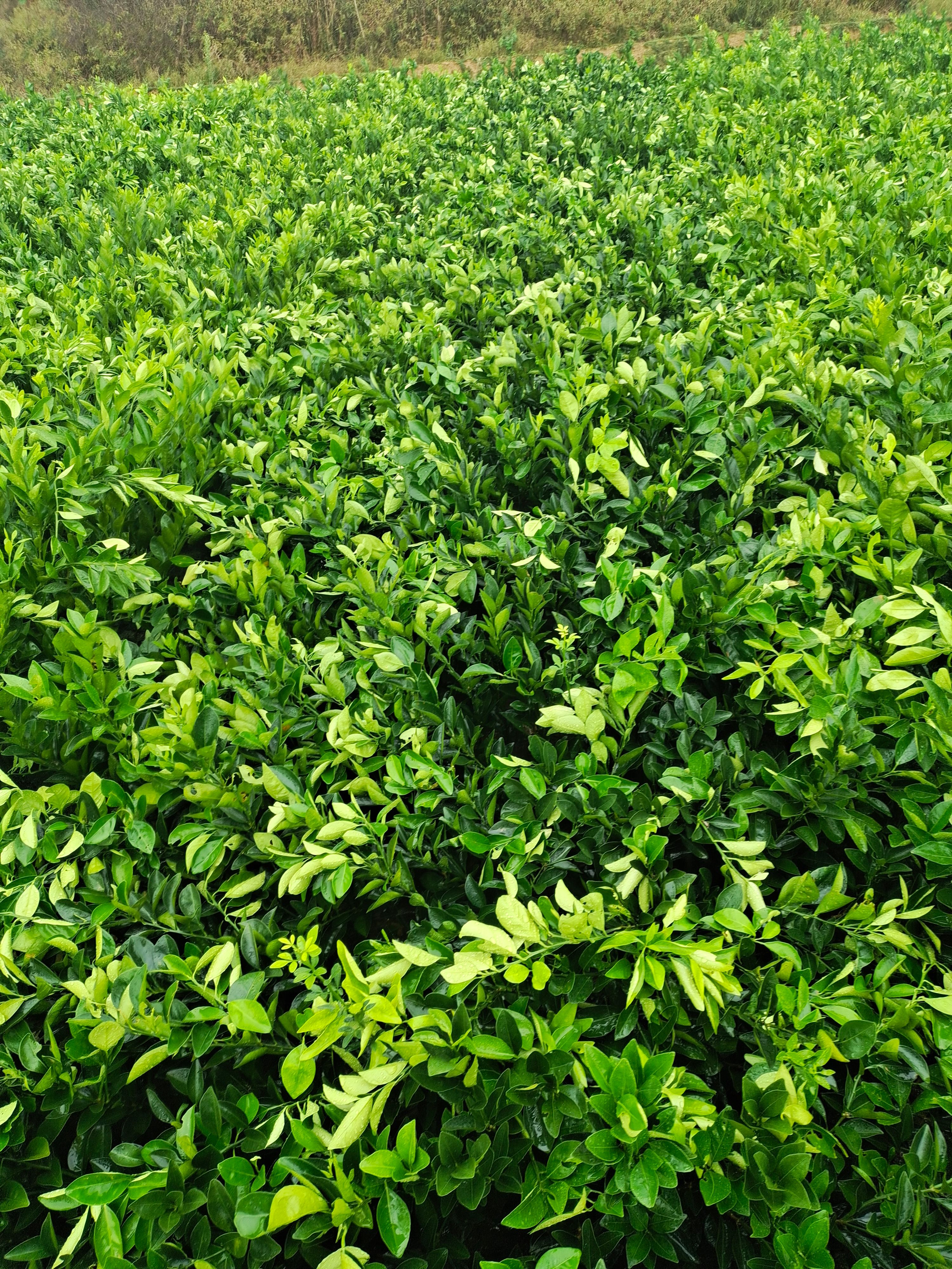 爱媛38号柑桔苗  爱媛橙苗