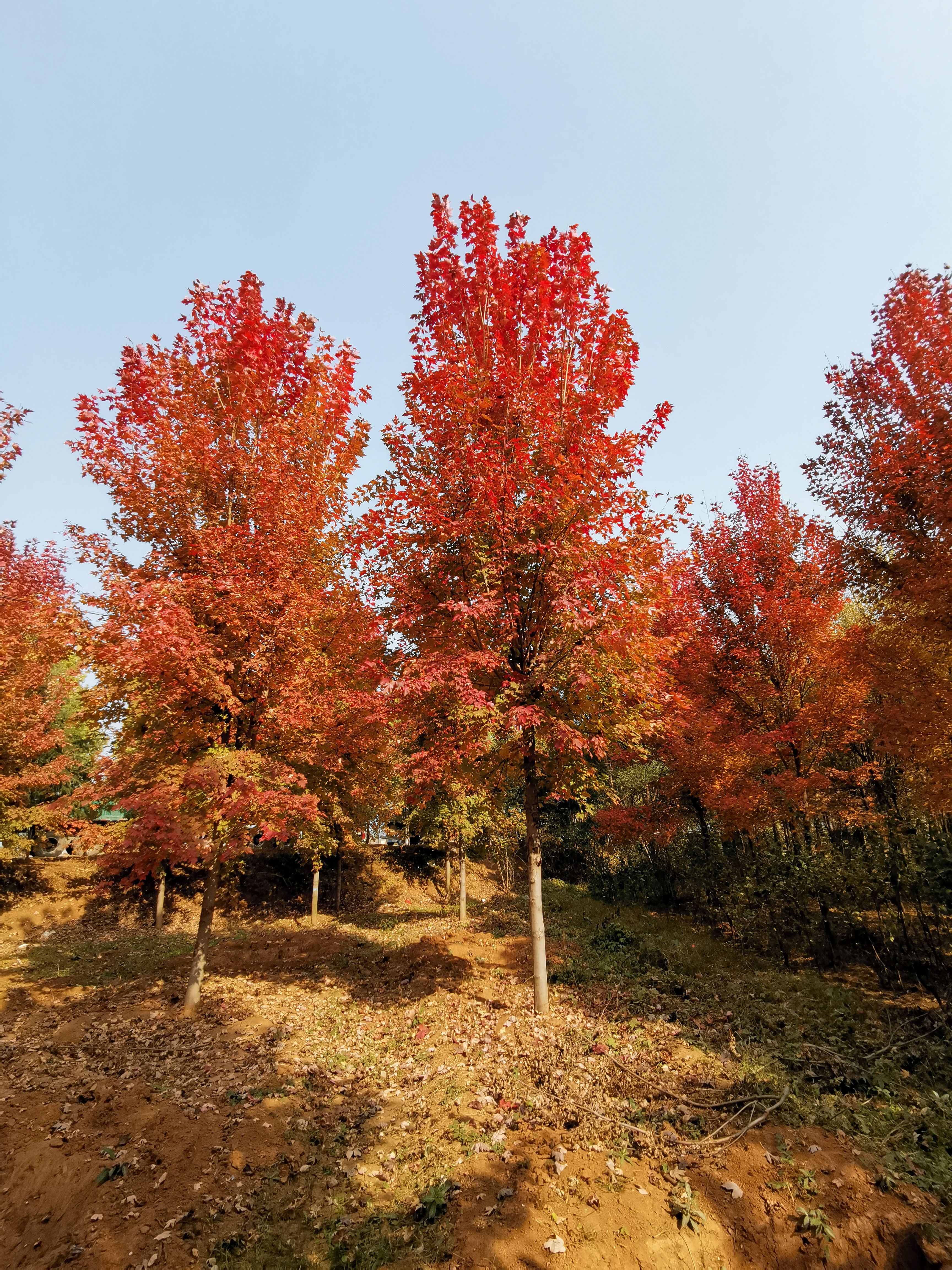 美國(guó)紅楓，10公分美國(guó)紅楓價(jià)格，12公分美國(guó)紅楓，基地銷售