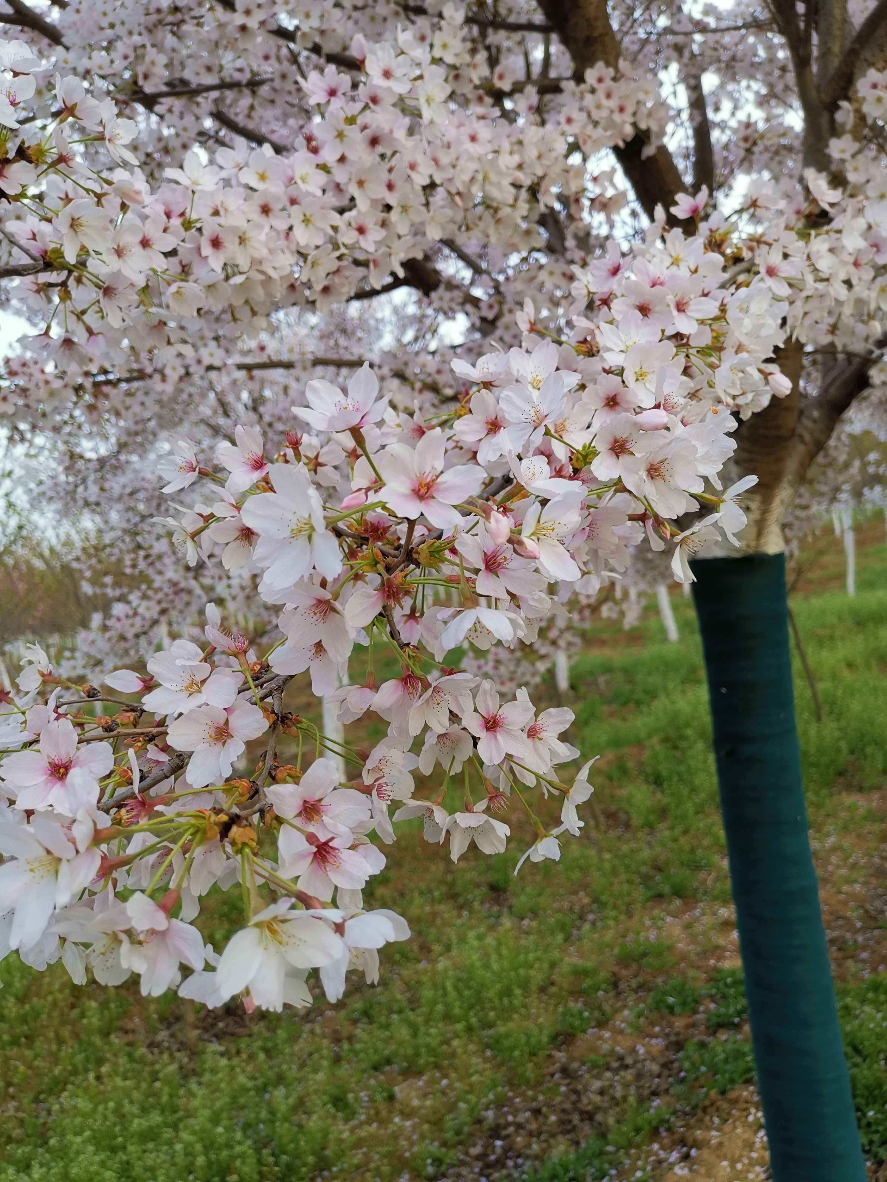 12公分染井吉樱花，分枝1.8米染井吉樱花，