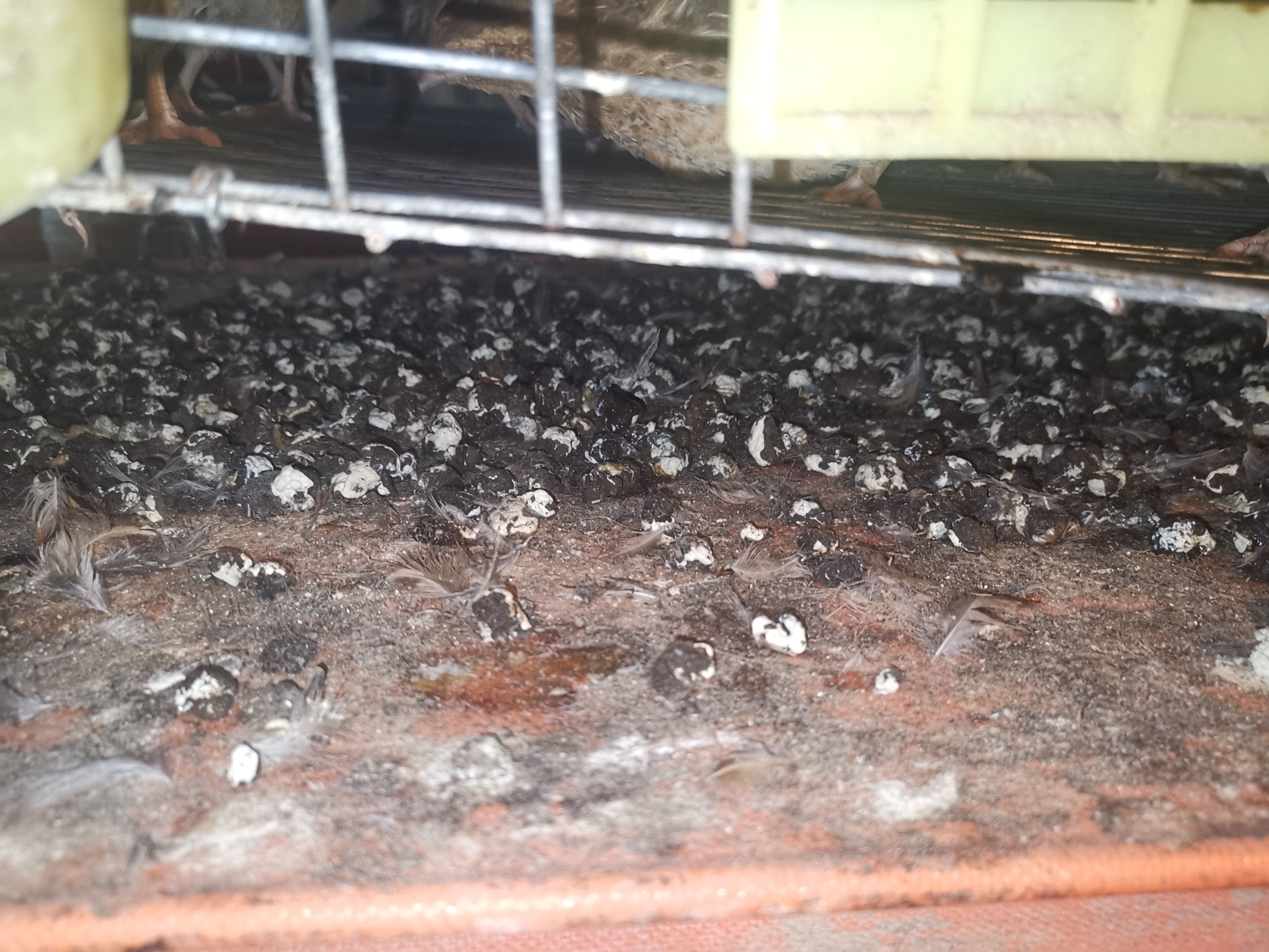 鸟粪 鹌鹑粪非干粪颗粒分明