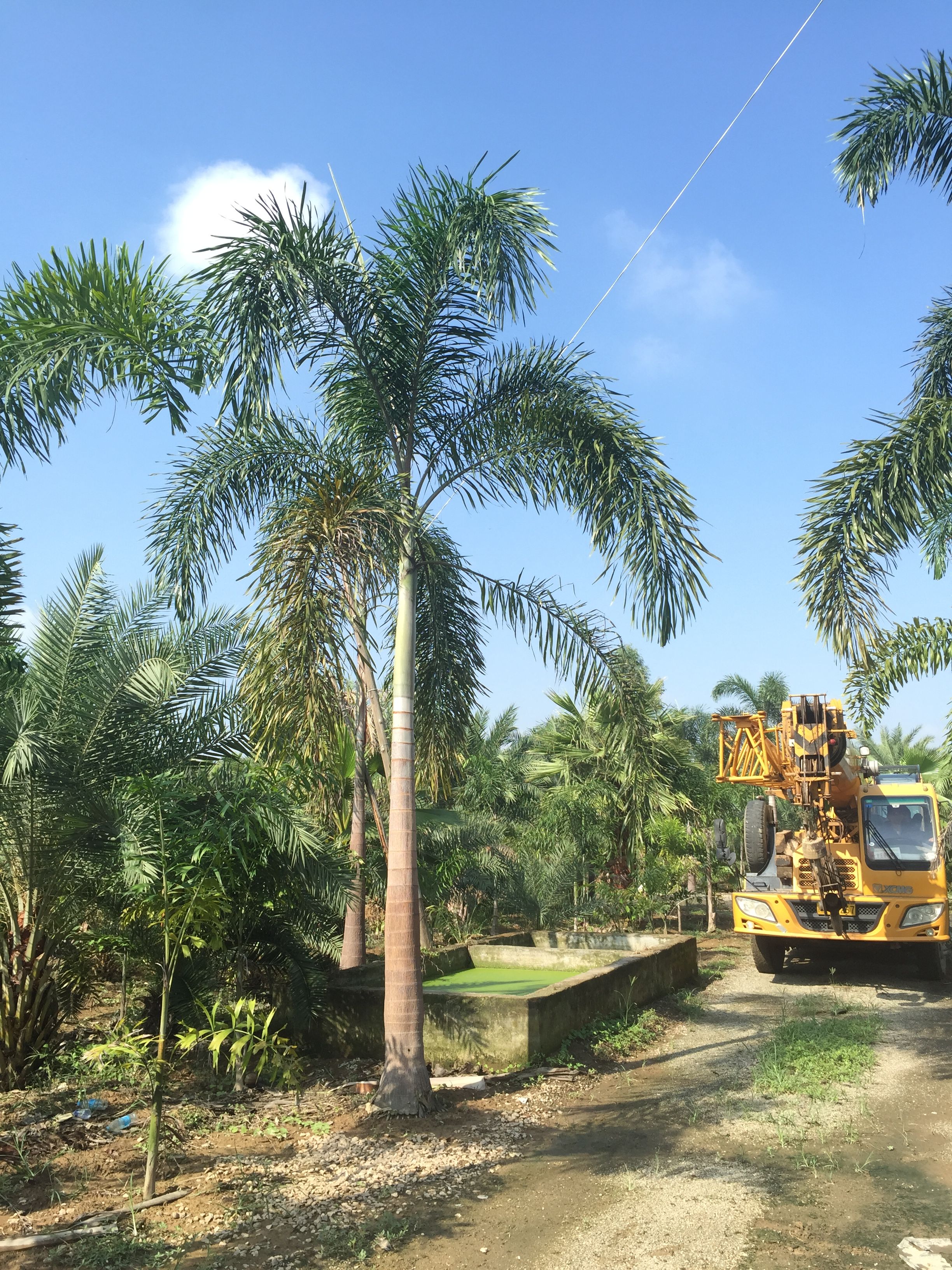 漳州杆高3米 自然高度5米 福建狐尾椰子价格 椰子树 棕榈树