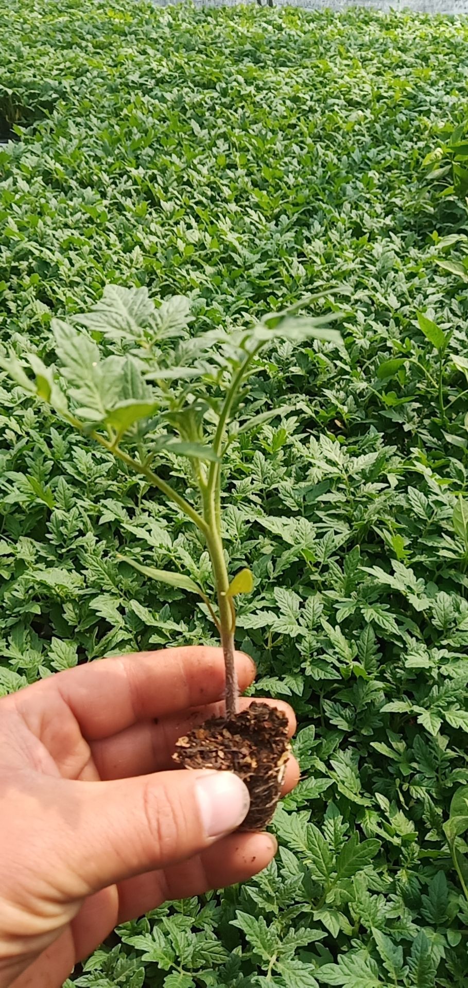 硬粉番茄苗  耐寒能力强抗病毒优质西红柿苗