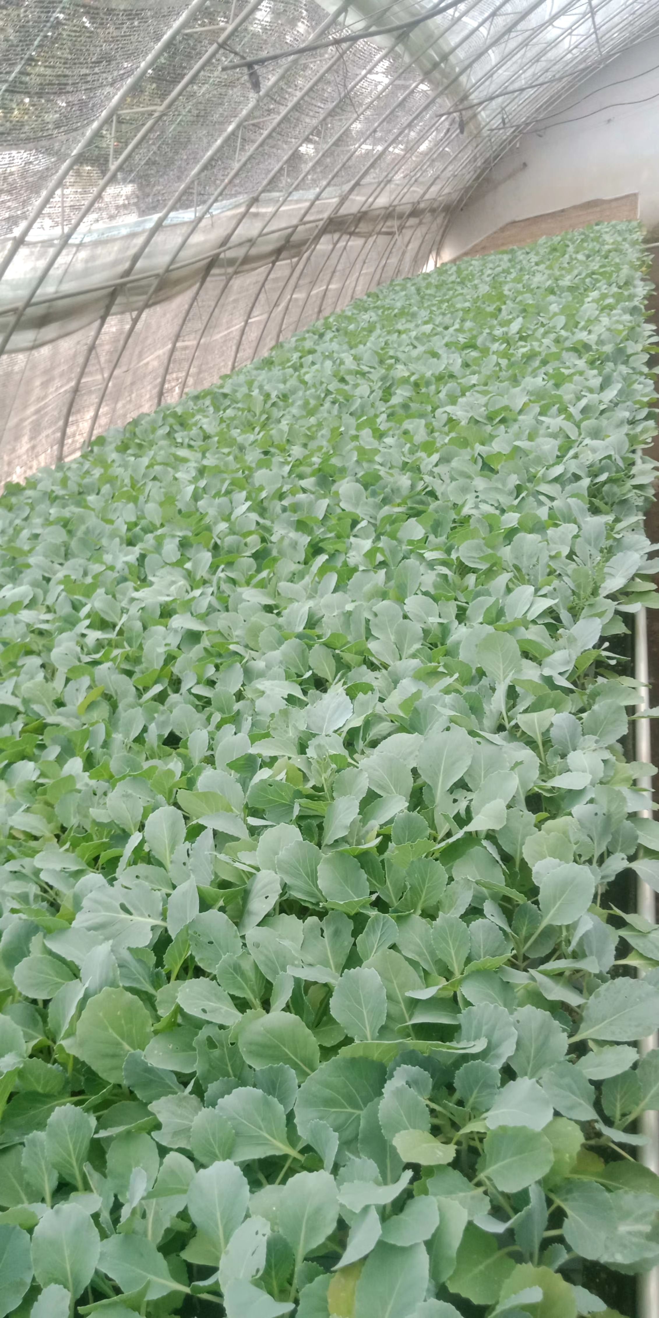 硬粉番茄苗  耐寒能力强抗病毒优质西红柿苗