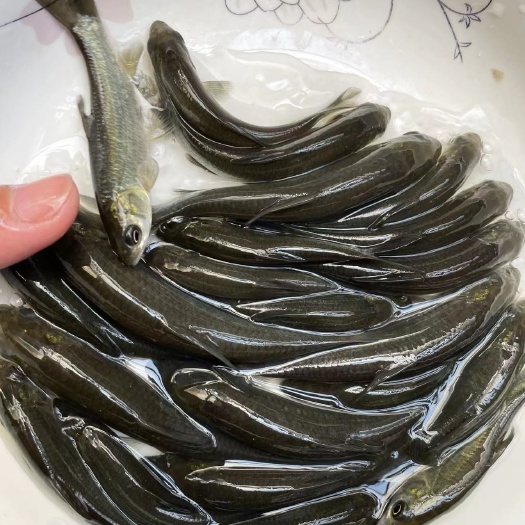 南宁青鱼苗，优质黑皖鱼苗，技术孵化，科技标粗快大良种鱼苗。