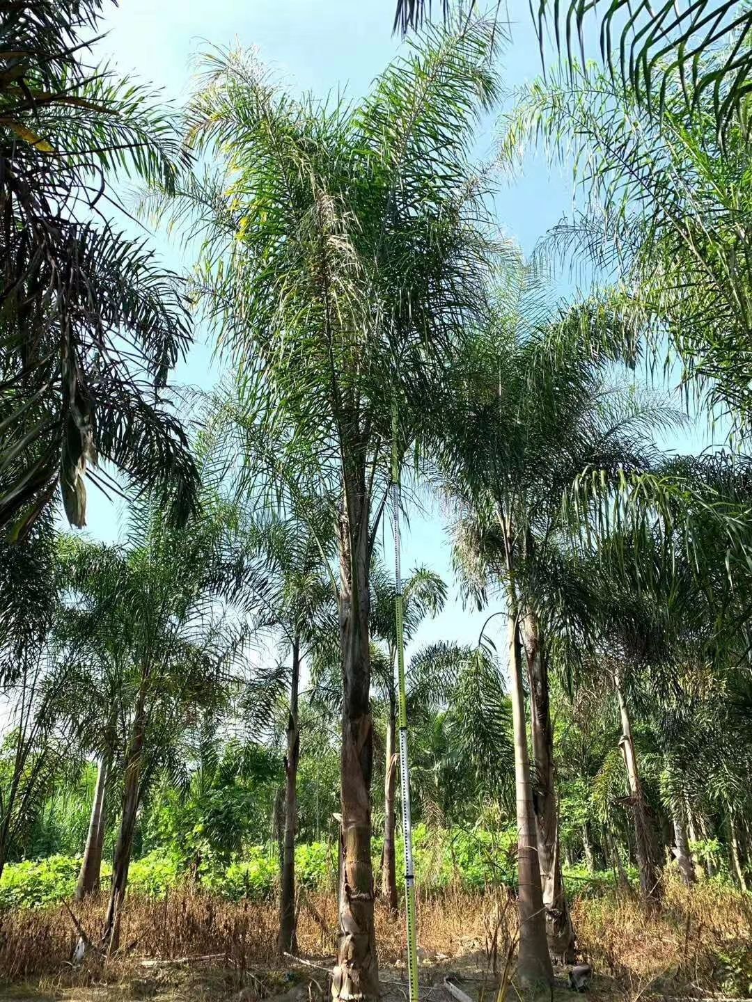 漳州杆高4米 自然高度6.5米 皇后葵树（金山葵）棕榈树 椰子树