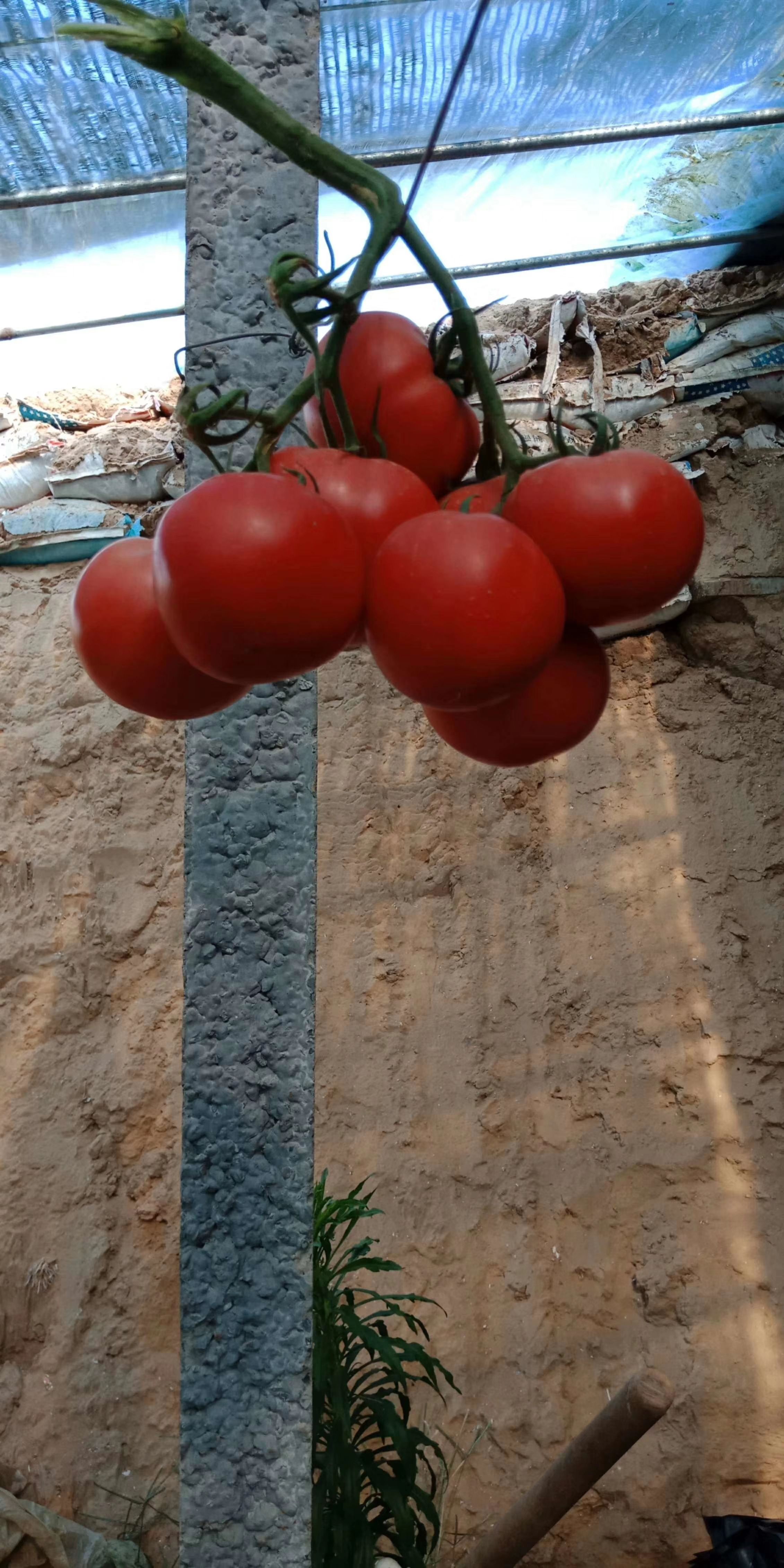 中牟县硬粉番茄苗  耐寒能力强抗病毒优质西红柿苗