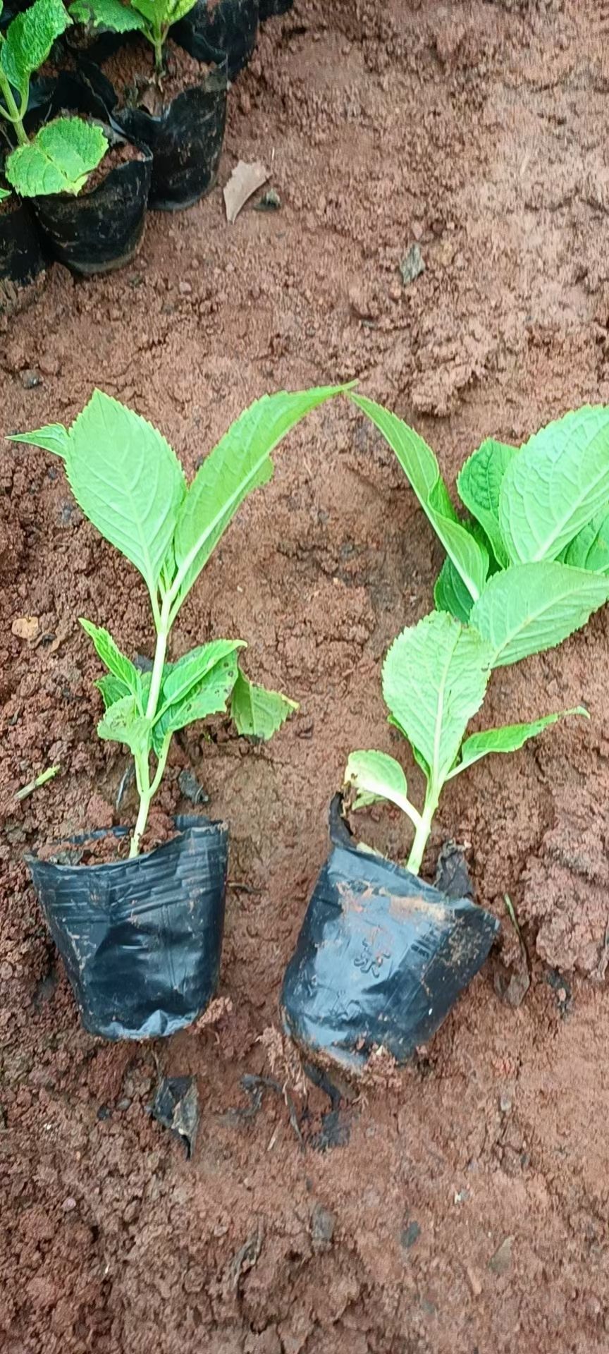 八仙花，无尽夏绣球