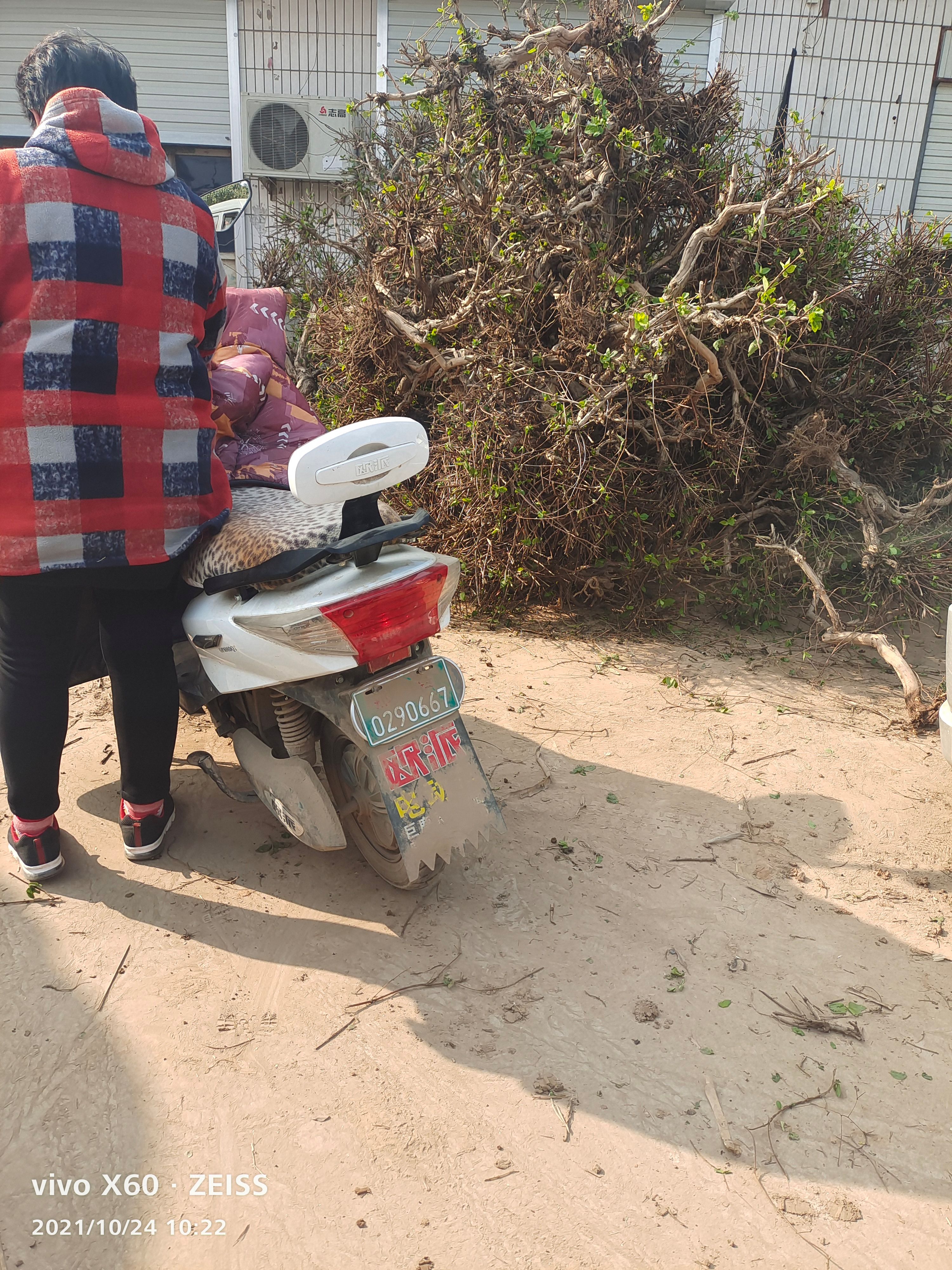 金银花苗 金银花树苗