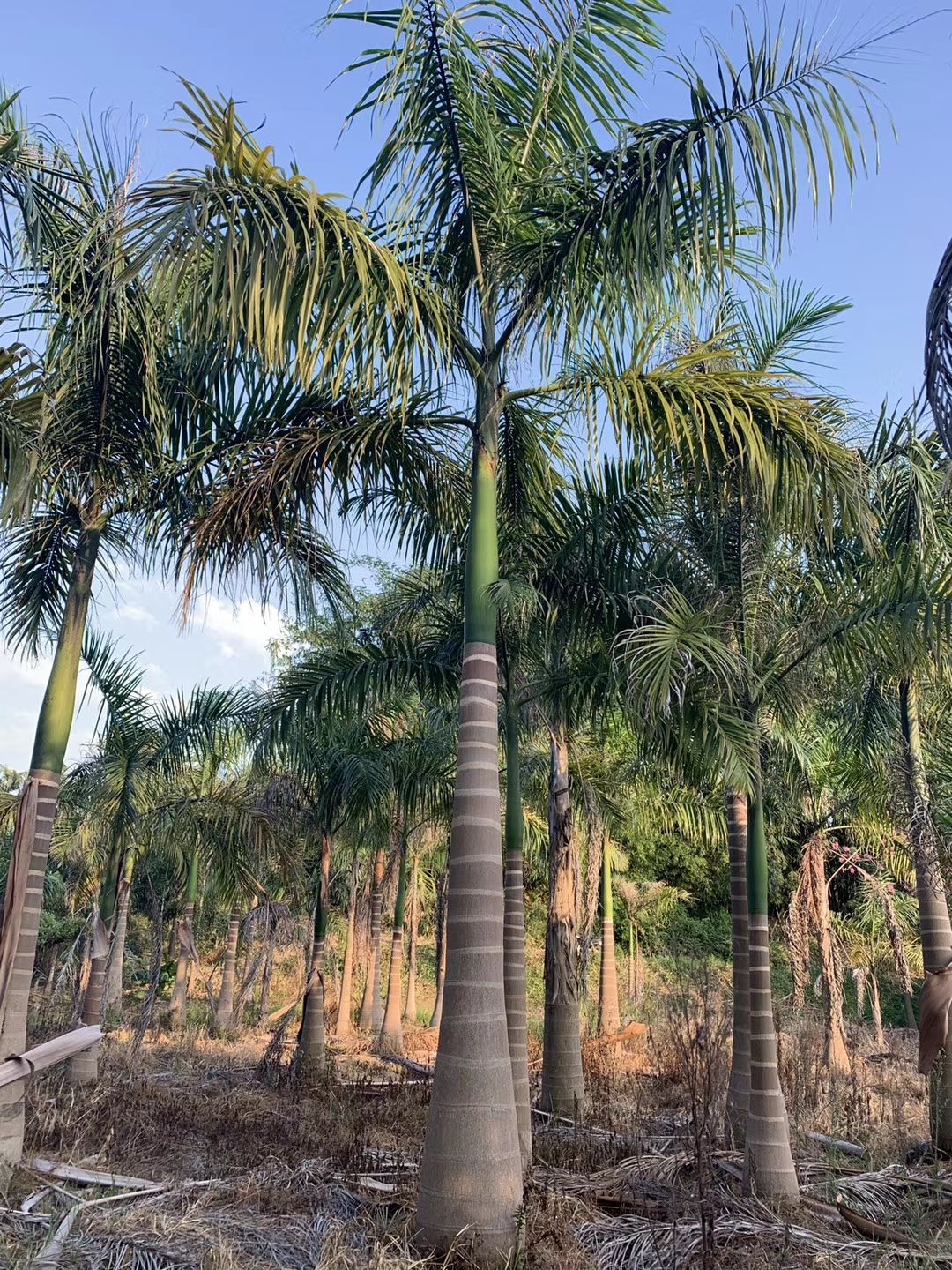 大王椰子树 杆高3米 自然高度5.5米 大王椰子（大王棕）价