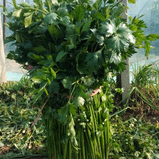 济南正宗鮑芹 