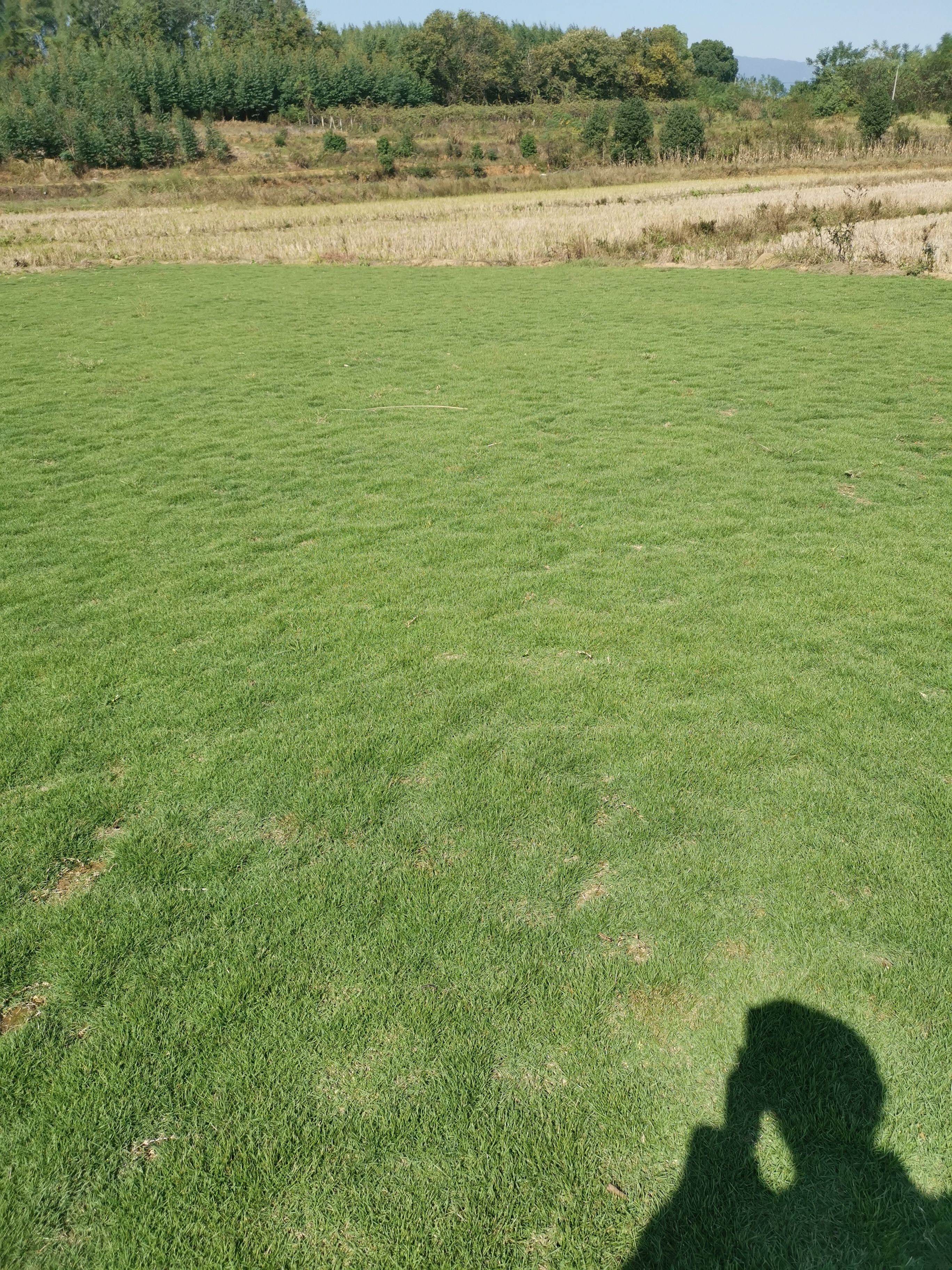 马尼拉草皮  绿化草坪，马尼拉草，广西草皮，贺州草皮，南宁草