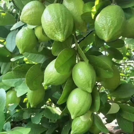 灵山县香水柠檬苗  广东无籽香水柠檬嫁接苗，一年四季开花结果。