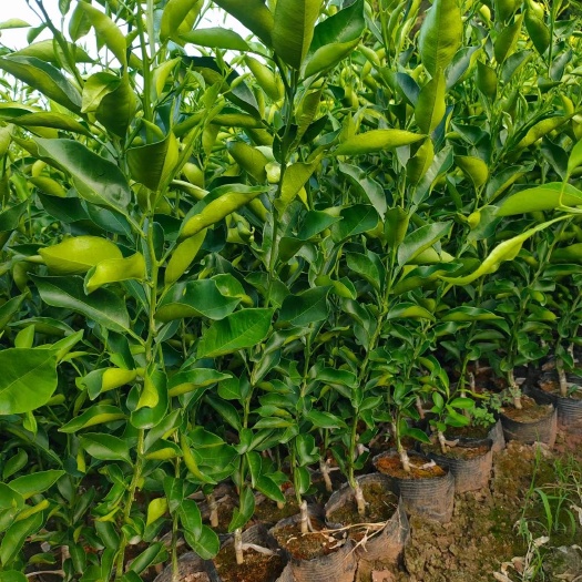 简阳市明日见柑橘苗  明日见（阿思密）营养杯苗，基地直销，品种保证