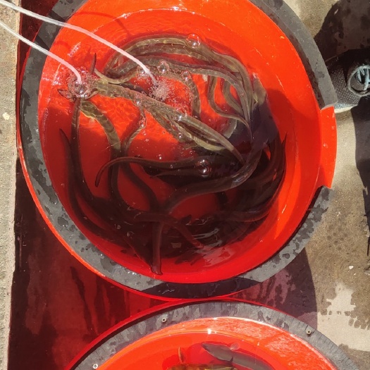 嘉善县白鳝 鳗鱼
