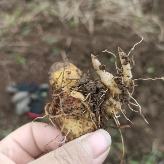 赤壁市黄精种苗  黄精苗，多花姜形块茎芽苗，山姜芽头，老虎姜带芽头