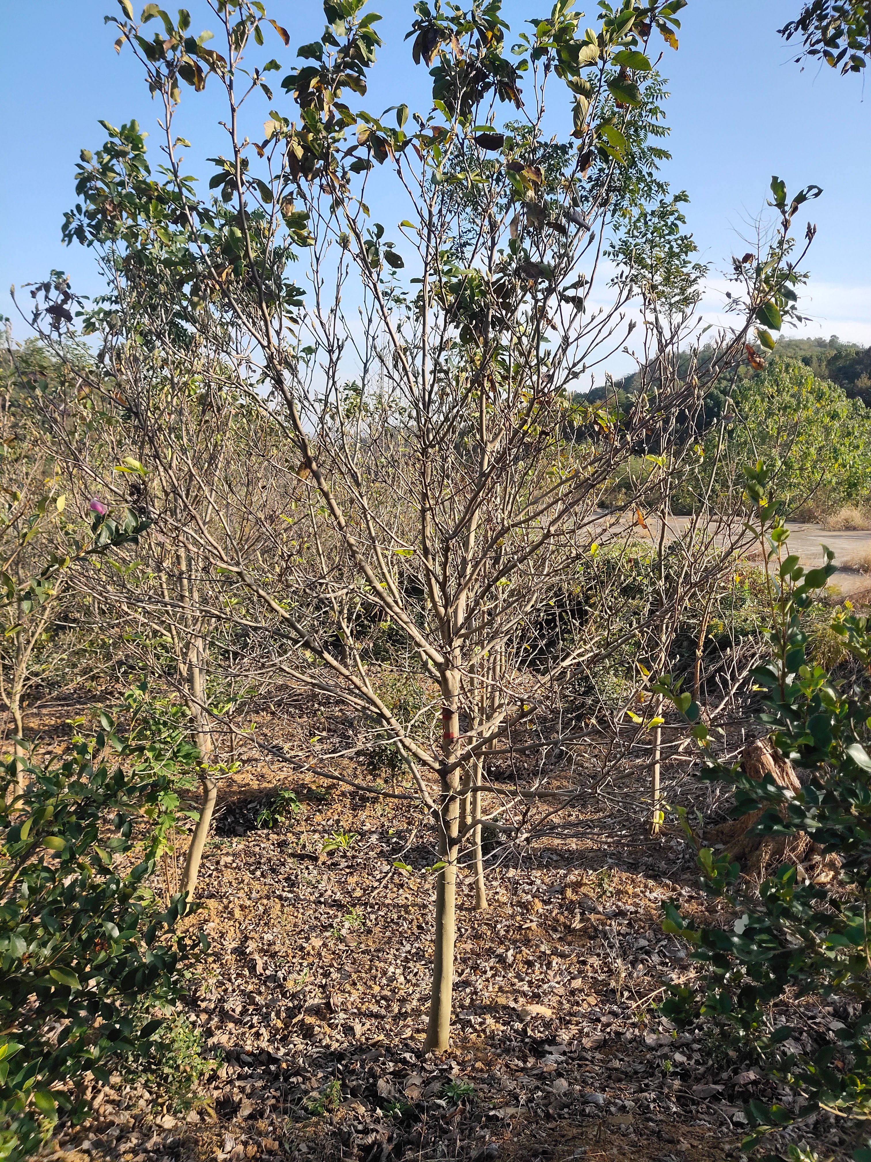  江西基地8－12公分紫玉兰开园出售中。