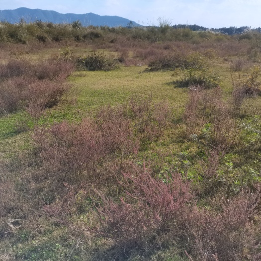 乐平市荒地 村集体沙壤地流转