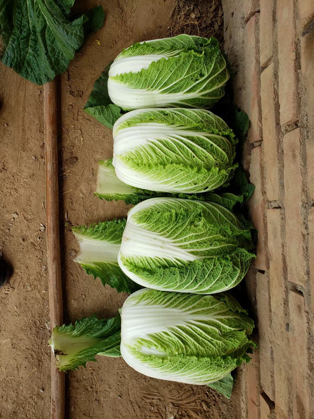 黄心白菜种子     金春黄白菜，黄芯白菜种籽，耐抽苔、抗霜