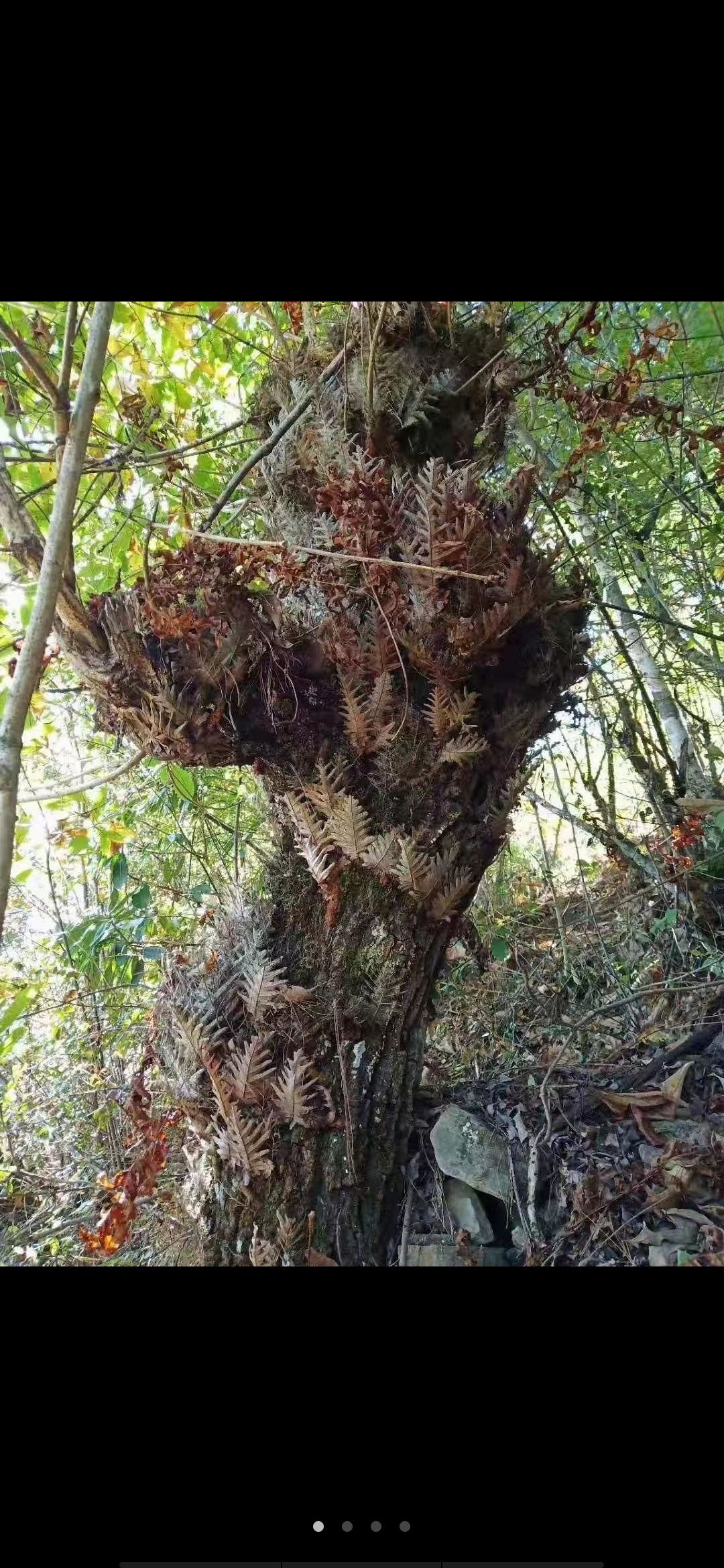  云南骨碎补如果要量大，需提前预定，机器切片，烘干和晒干
