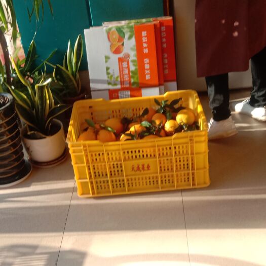 龙南市 正宗赣南脐橙