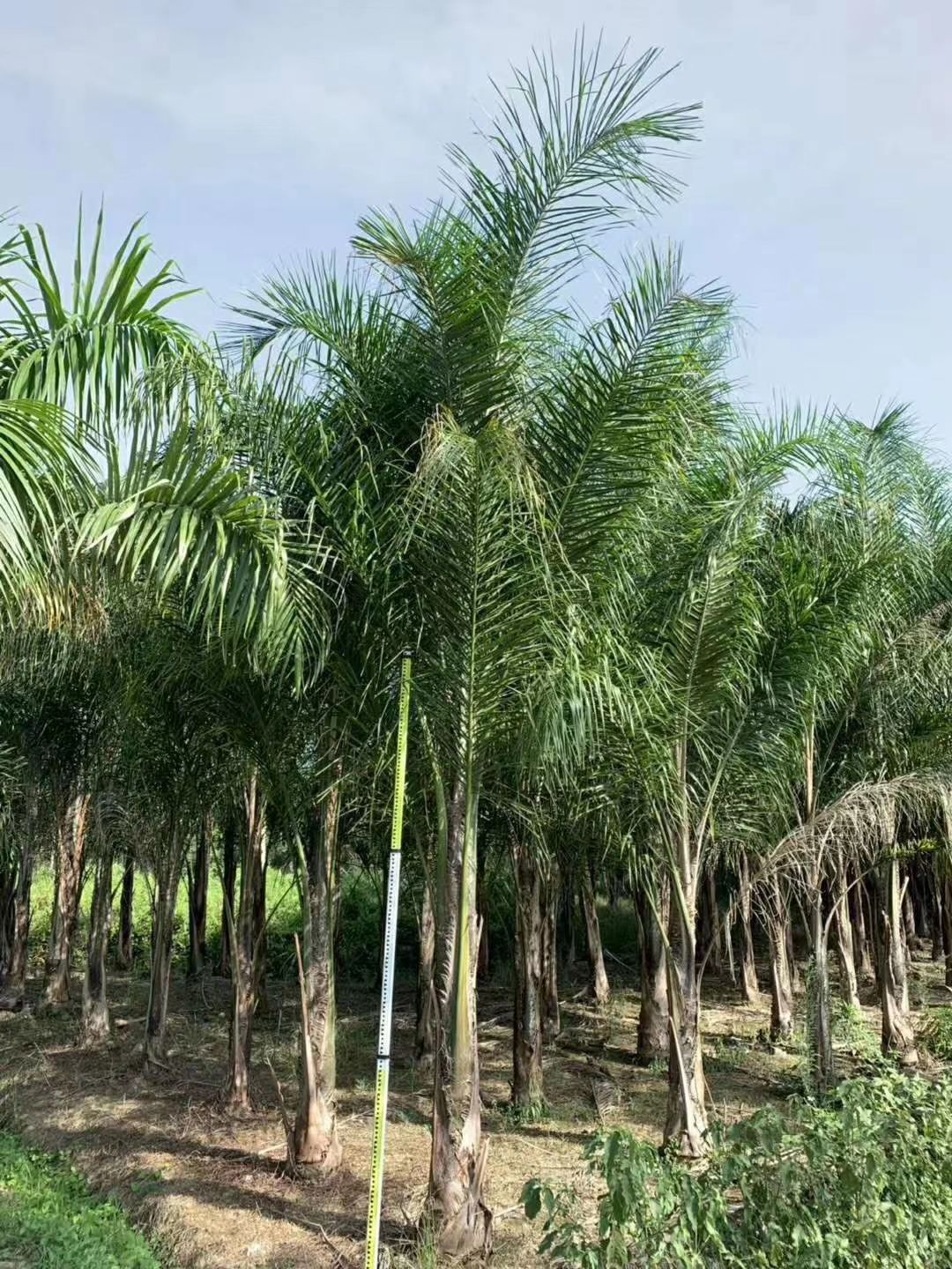 杆高3米 自然高度5米 皇后葵树（金山葵）价格 棕榈树椰子树