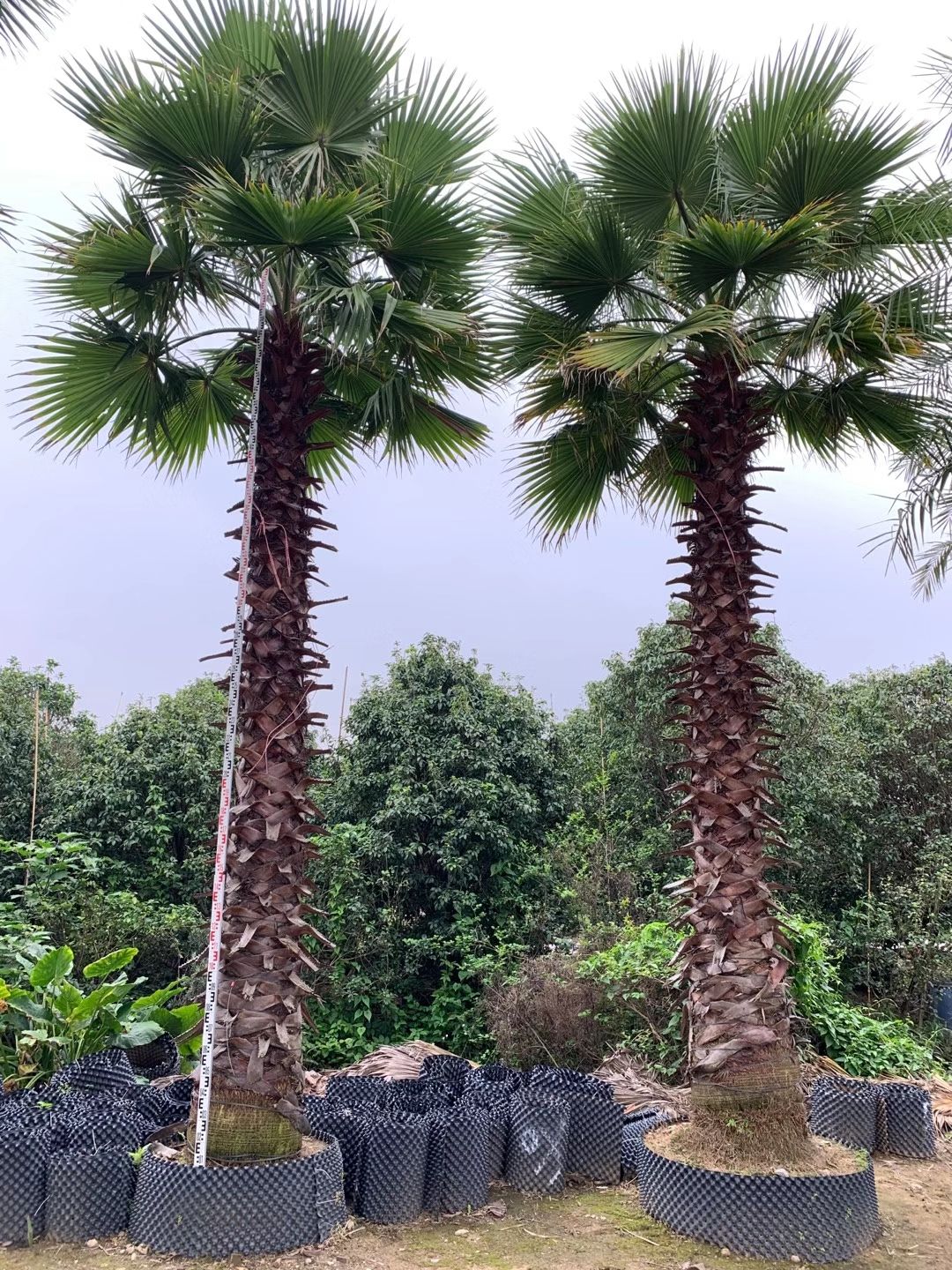 漳州桿高5米 自然高度 7米 江西老人葵（華盛頓椰子）批發價格