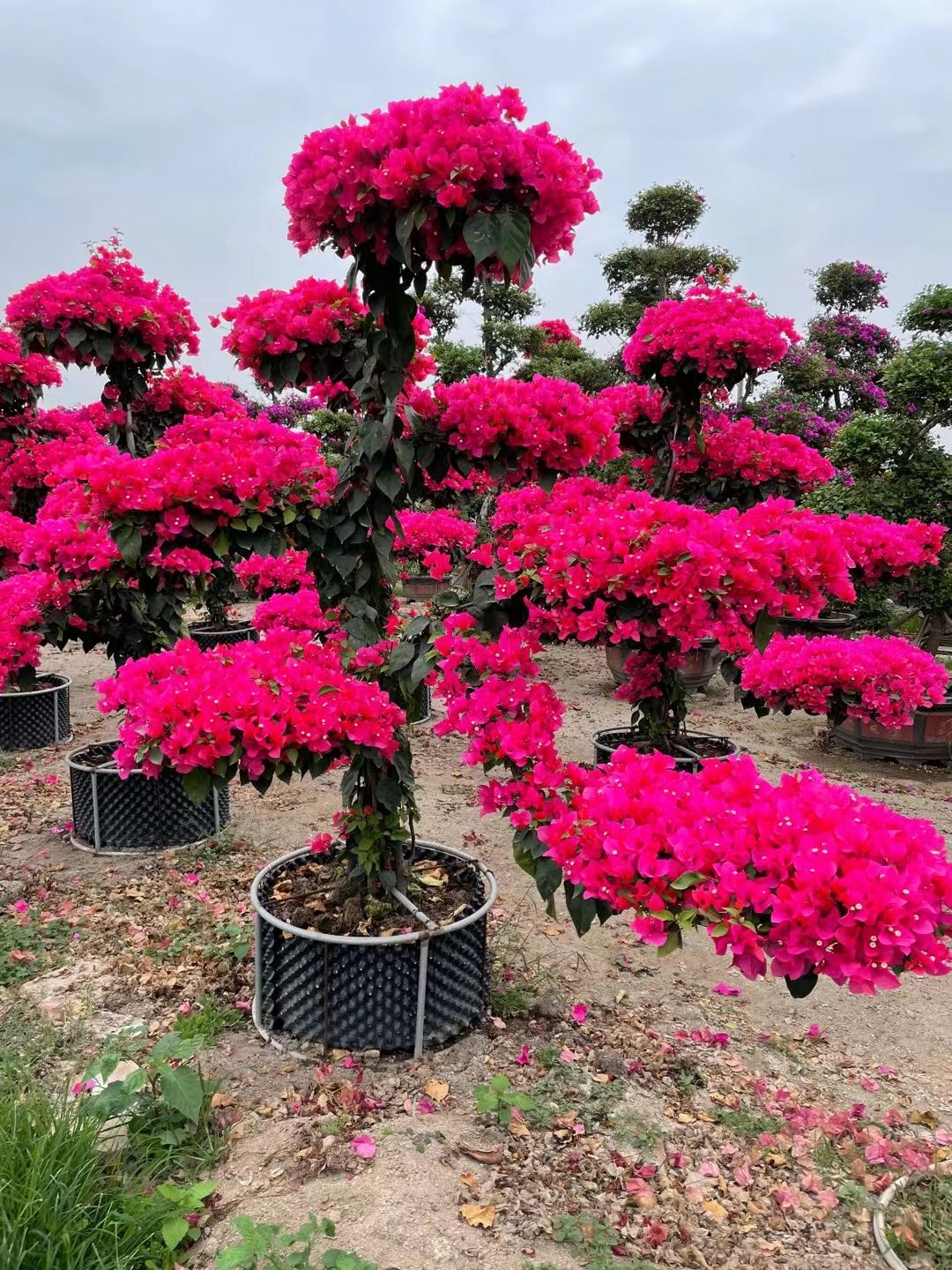 紫花三角梅  高度2.5米 造型紫色三角梅花篮 柱型三角梅 九重葛 叶子花