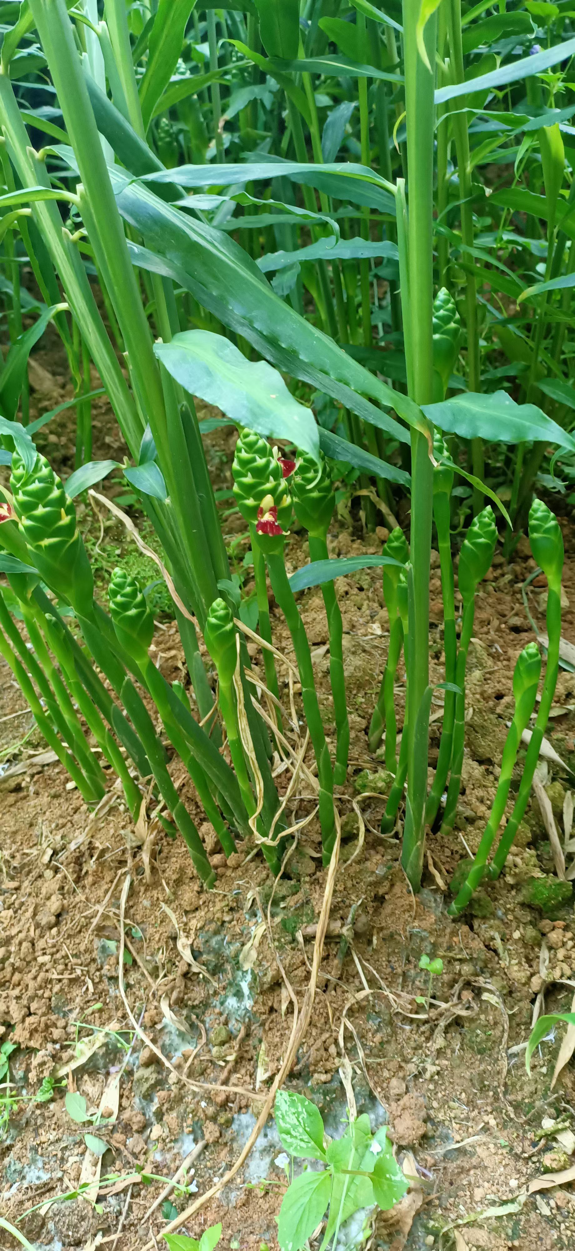 小黄姜  本地小黄姜 老姜  月子姜 鲜姜 小黄姜 小黄姜