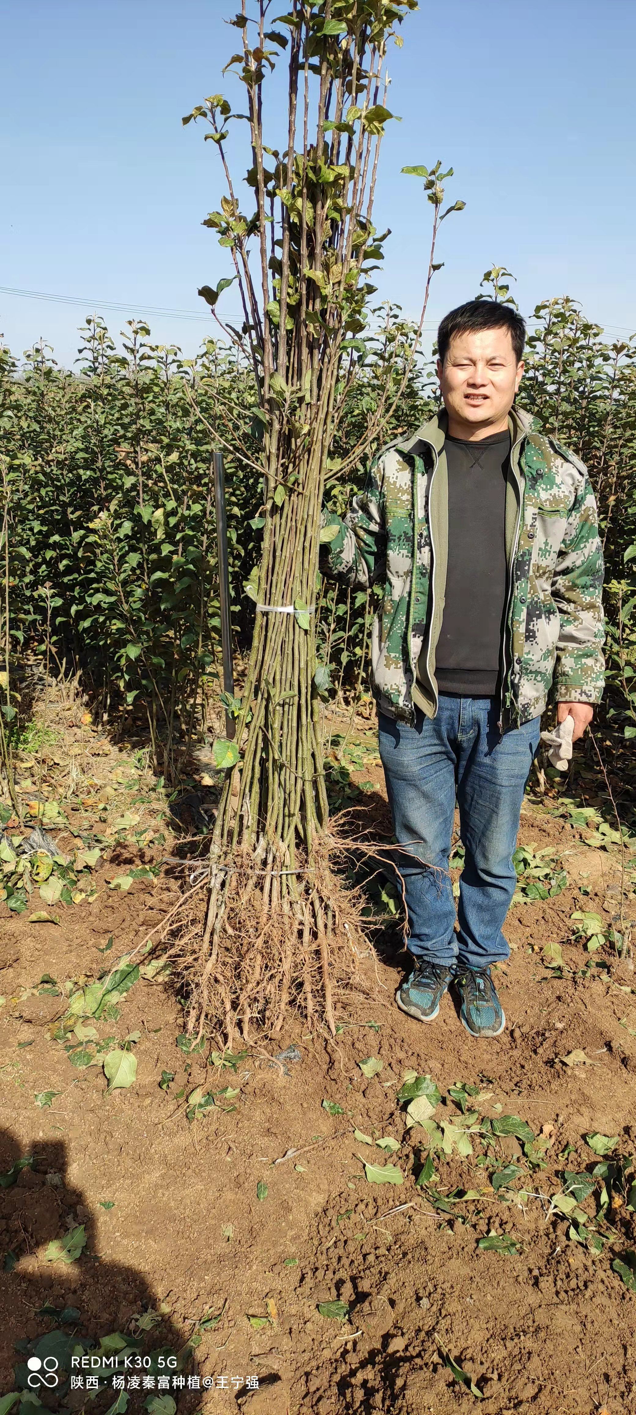 瑞雪苹果苗  【瑞 雪】乔化砧二年生成品苗