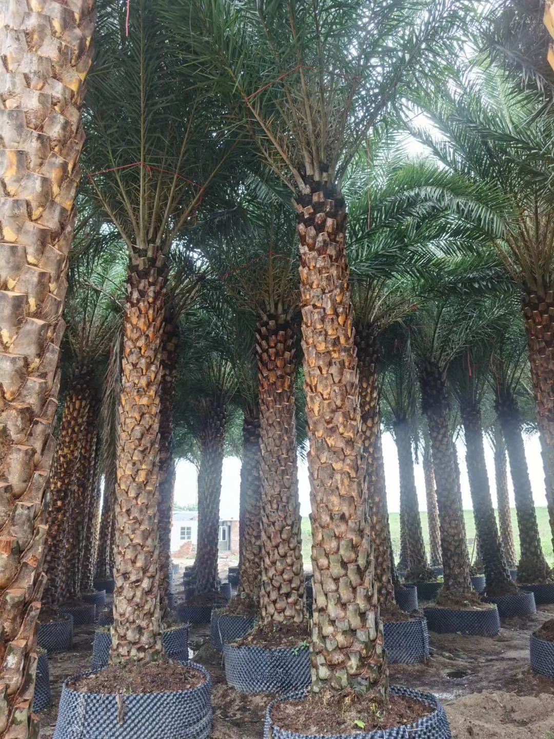 杆高5米 自然高度7.5米 福建中东海枣（银海枣）批发价格