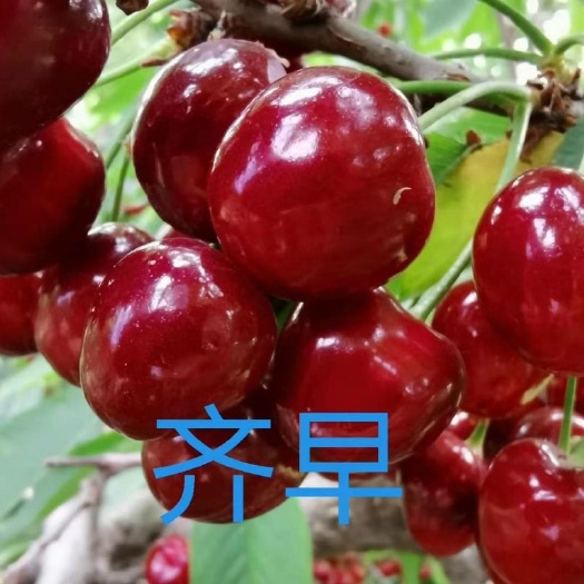 泰安福星樱桃苗  齐早 俄八 美早 布鲁克斯 科迪亚 塔玛拉 瑞德 蜜浓