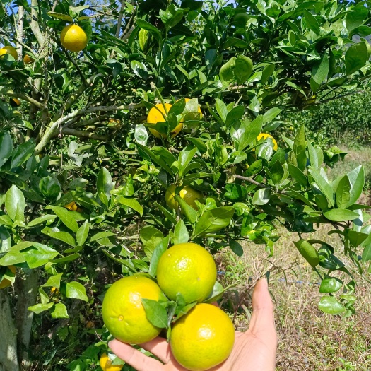 汝城县 广东皇帝柑 皇帝柑大量上市 百家果供应