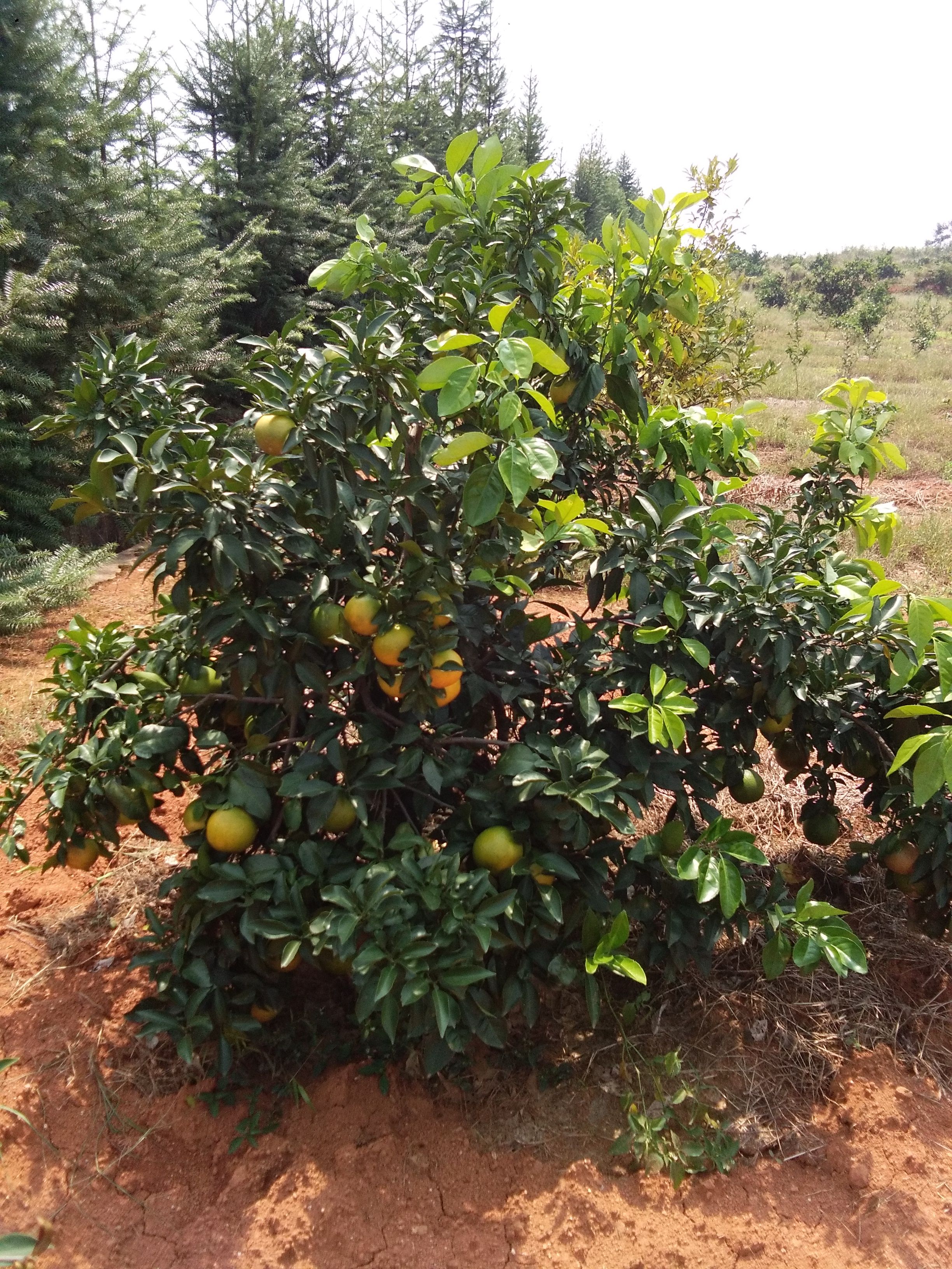 爱媛38号柑桔苗  爱媛橙苗