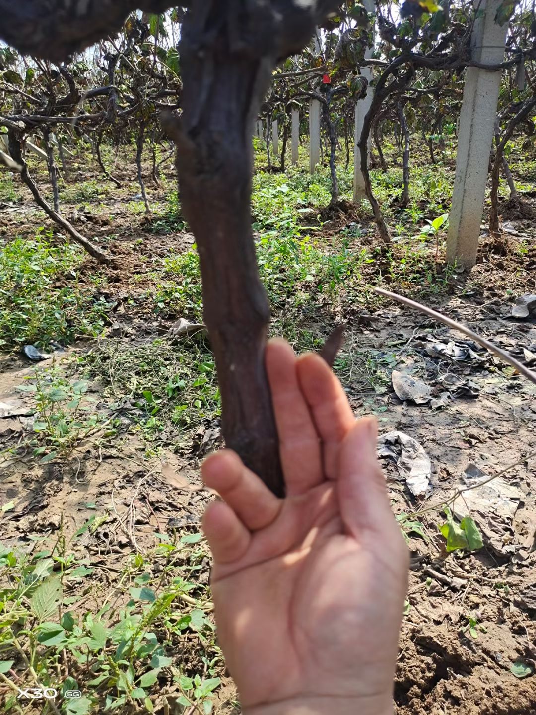  3公分左右占地葡萄树，2.3——-3米水泥立柱大量供应