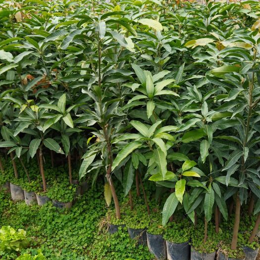 普宁市金煌芒果苗四季芒果苗原生芒果苗中杯苗