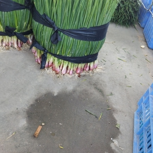 惠州 红葱