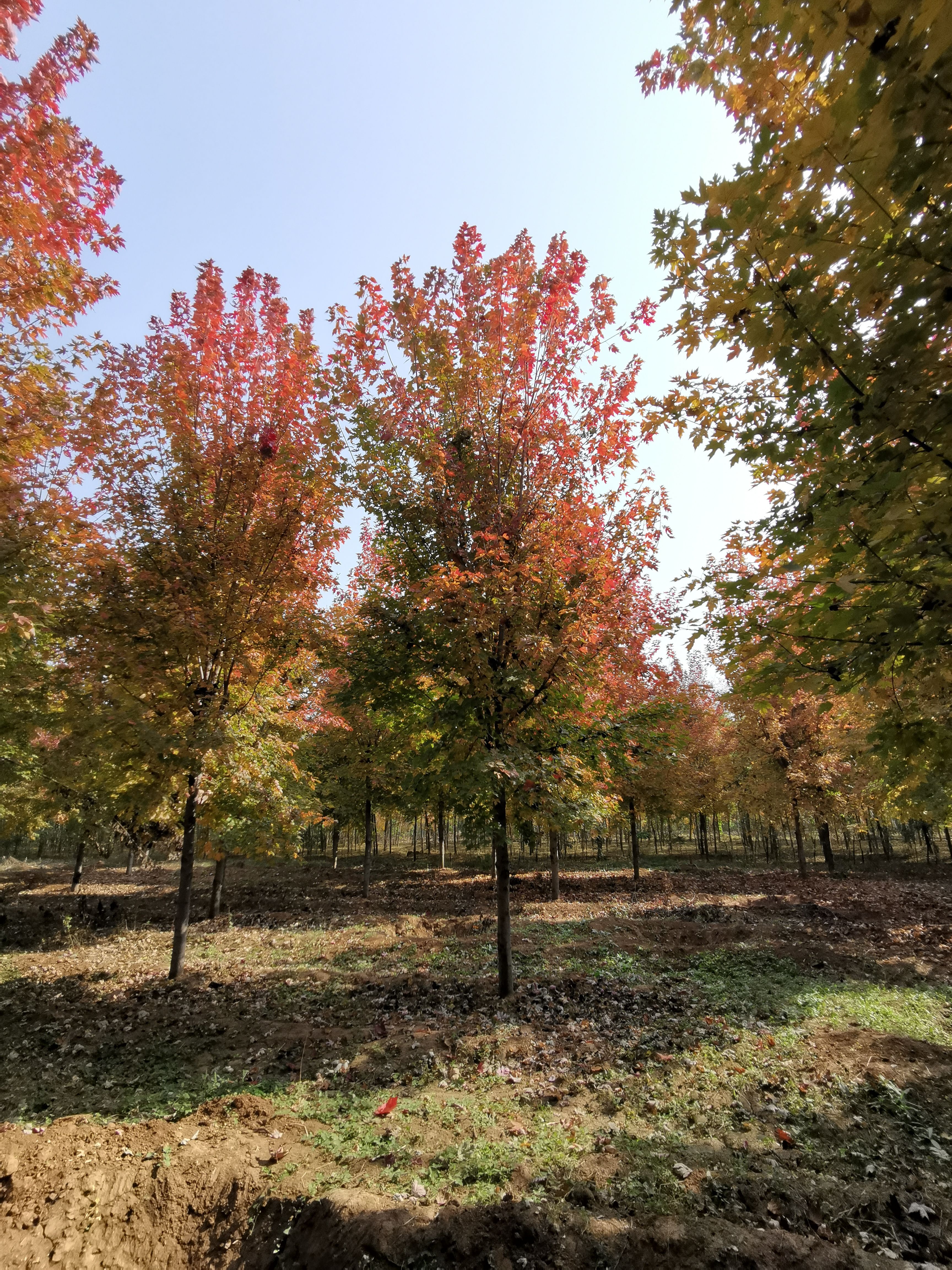 美國(guó)紅楓，10公分美國(guó)紅楓價(jià)格，12公分美國(guó)紅楓，基地銷售