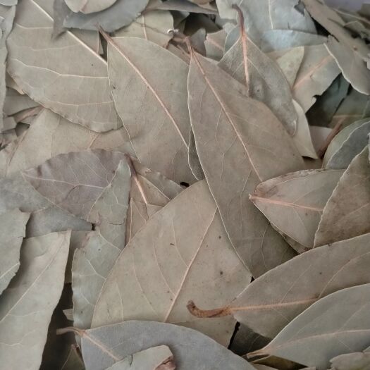 茂名精选特色香叶，干度好无硫杂质少干枝少，卤肉炖肉火锅必备。