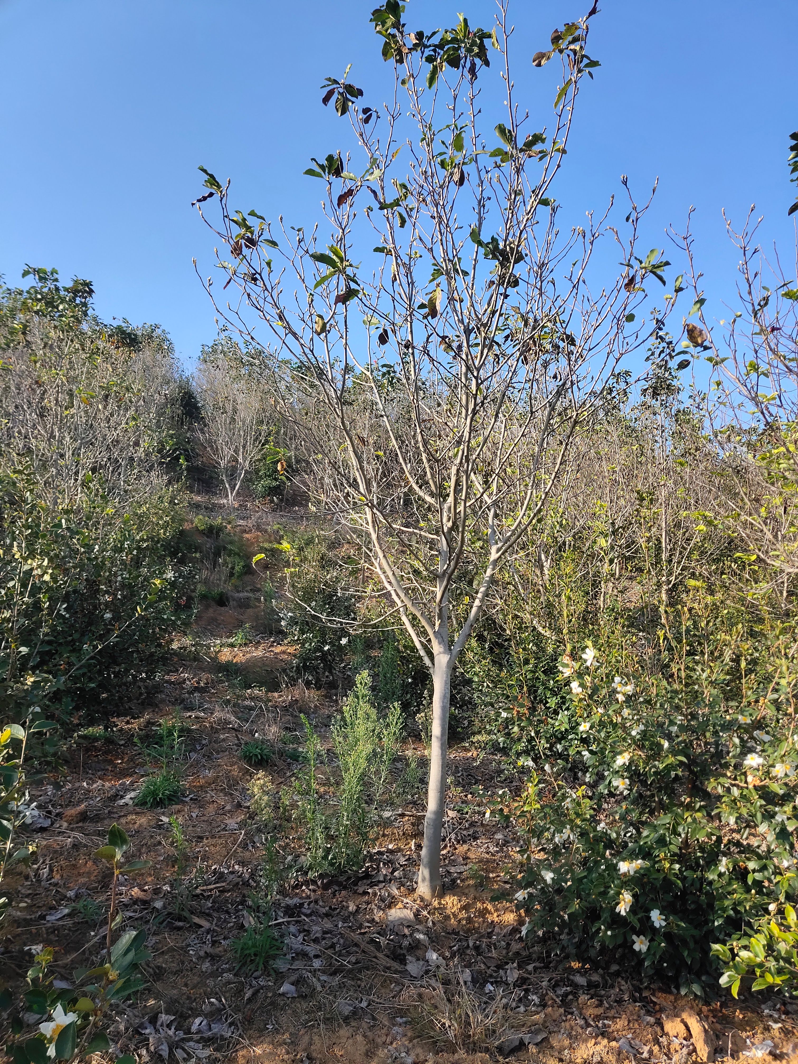  江西基地8－12公分紫玉兰开园出售中。